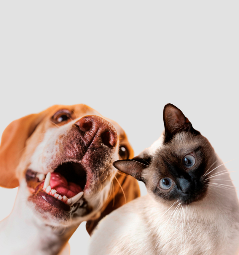 cute-pet-collage-isolated